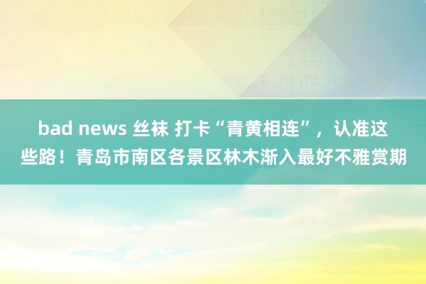 bad news 丝袜 打卡“青黄相连”，认准这些路！青岛市南区各景区林木渐入最好不雅赏期